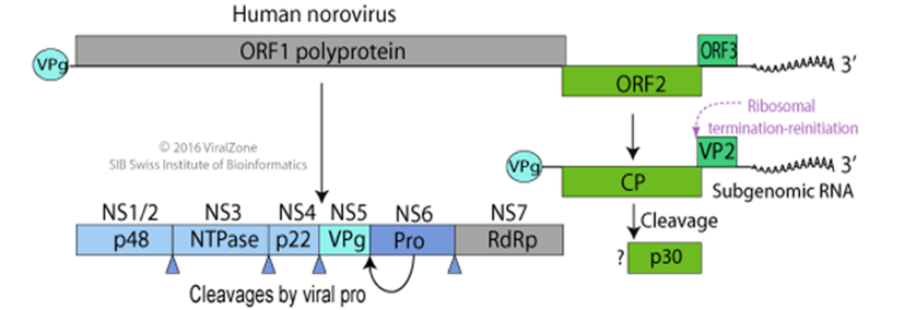 norovirus structure diagram